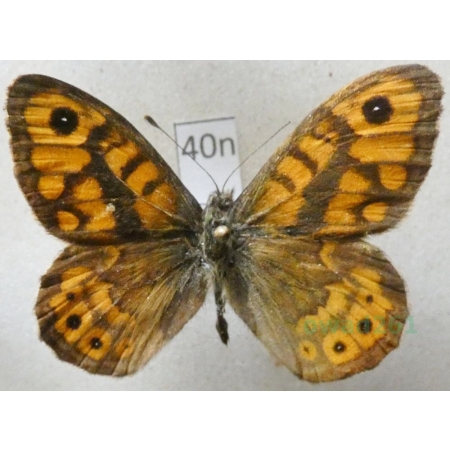 Lasiommata megera (Linnaeus, 1767) male Osadnik megera Poland40n